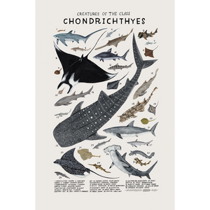 CREATURES OF THE CLASS CHONDRICHTHYES - KELZUKI PRINT