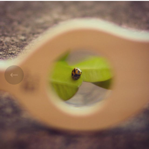 LOOSE CHANGE LEAF MAGNIFY GLASS TOY